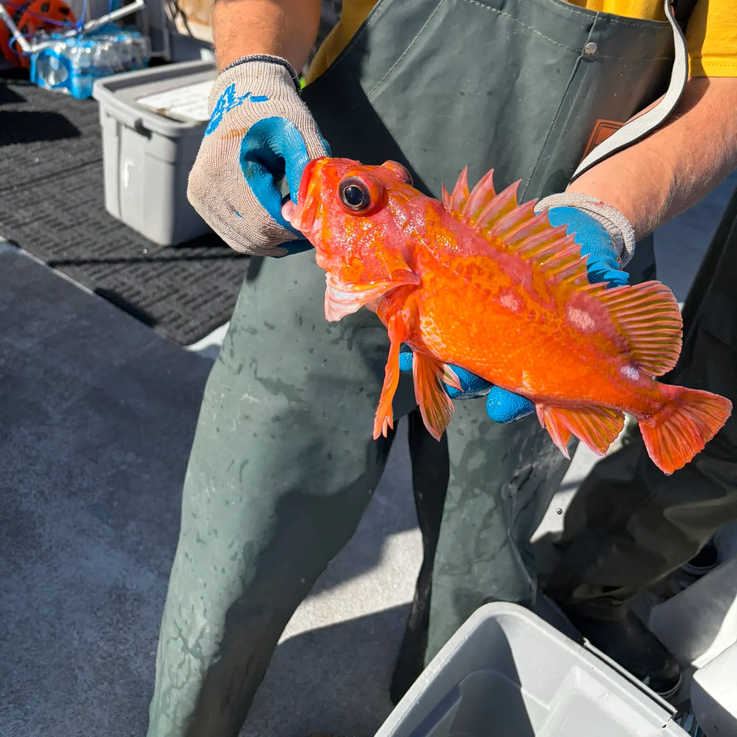 The most recent Rosy rockfish catches on Fishbrain