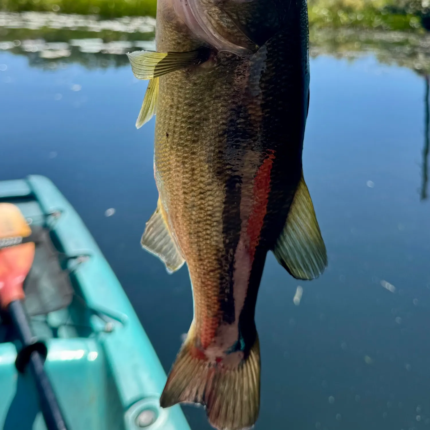 Largemouth bass caught on Fishbrain