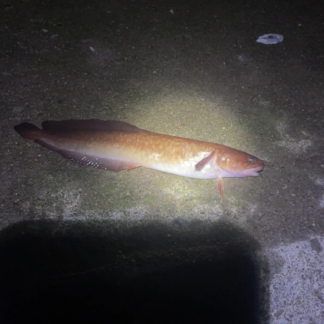 The most recent Three-bearded rockling catches on Fishbrain