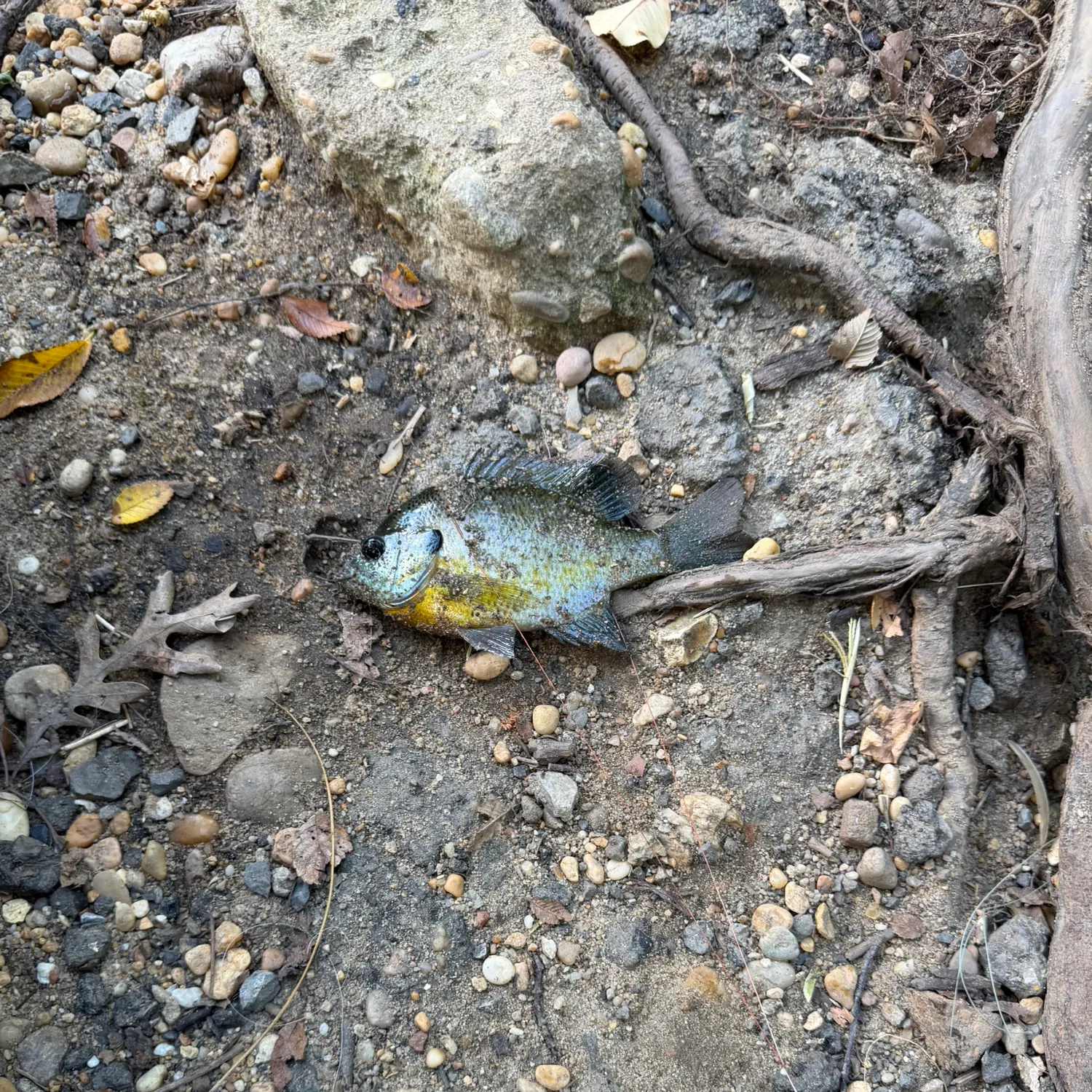 Bluegill caught on Fishbrain