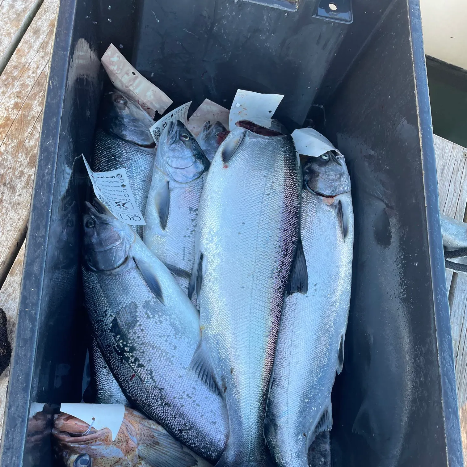 recently logged catches