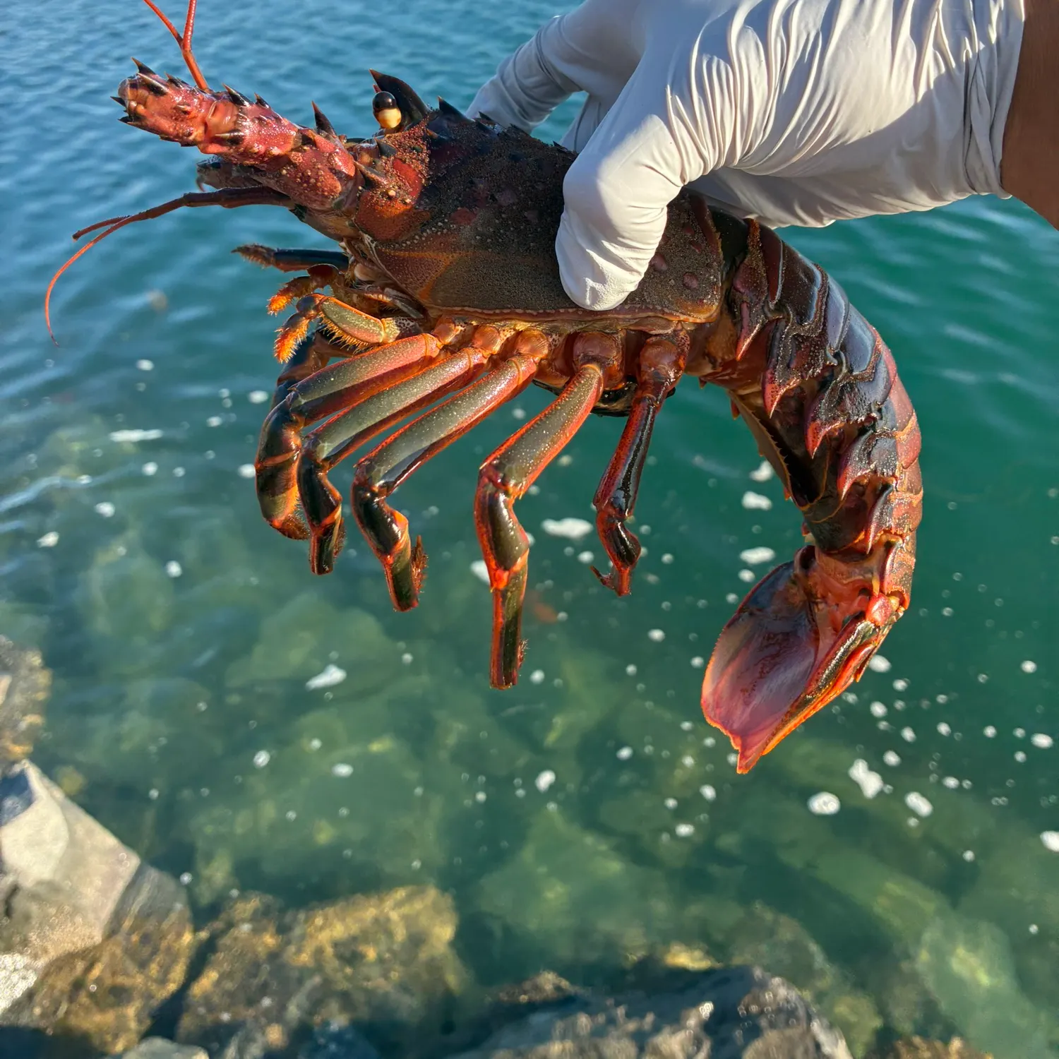 The most recent California spiny lobster catches on Fishbrain