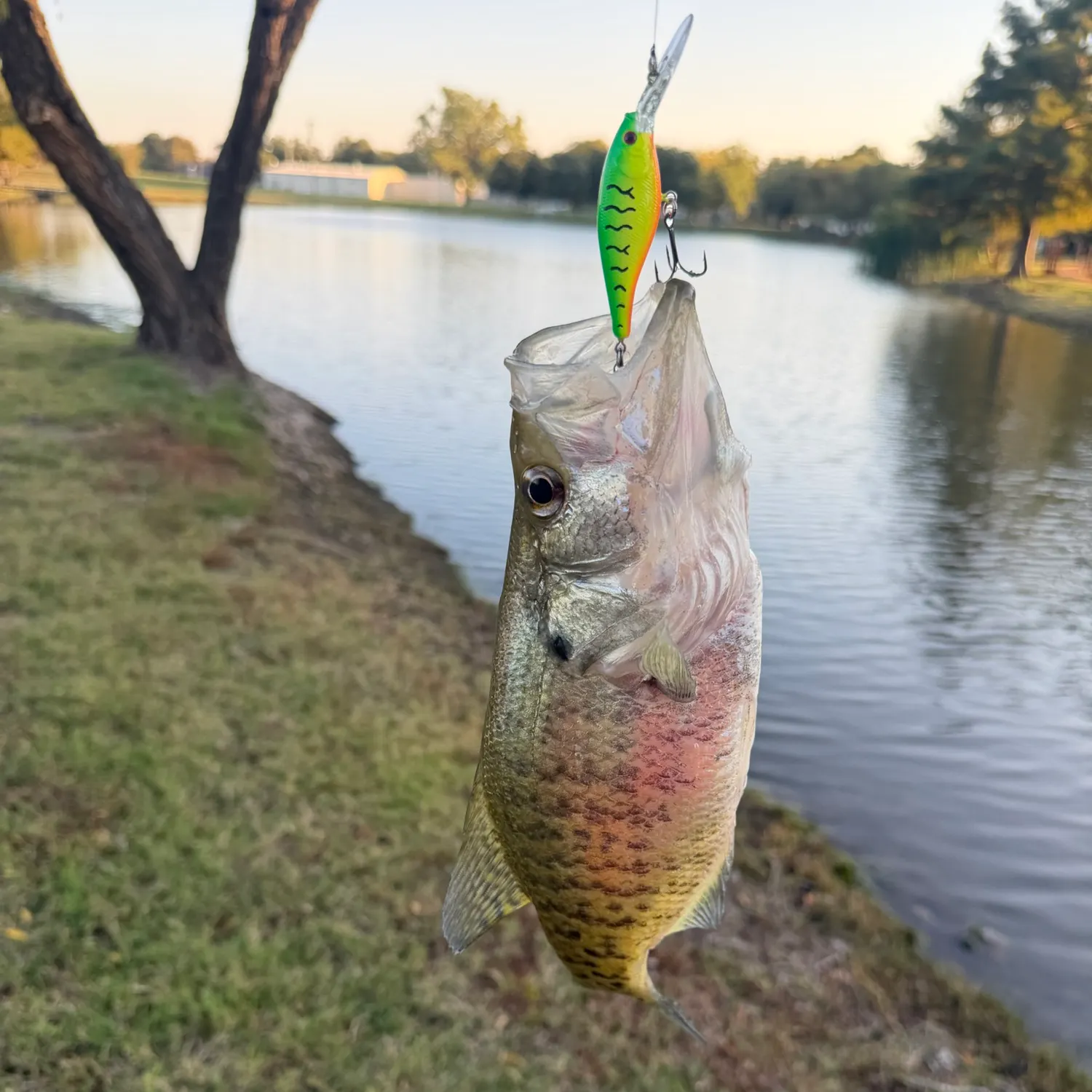 Fish caught on Fishbrain