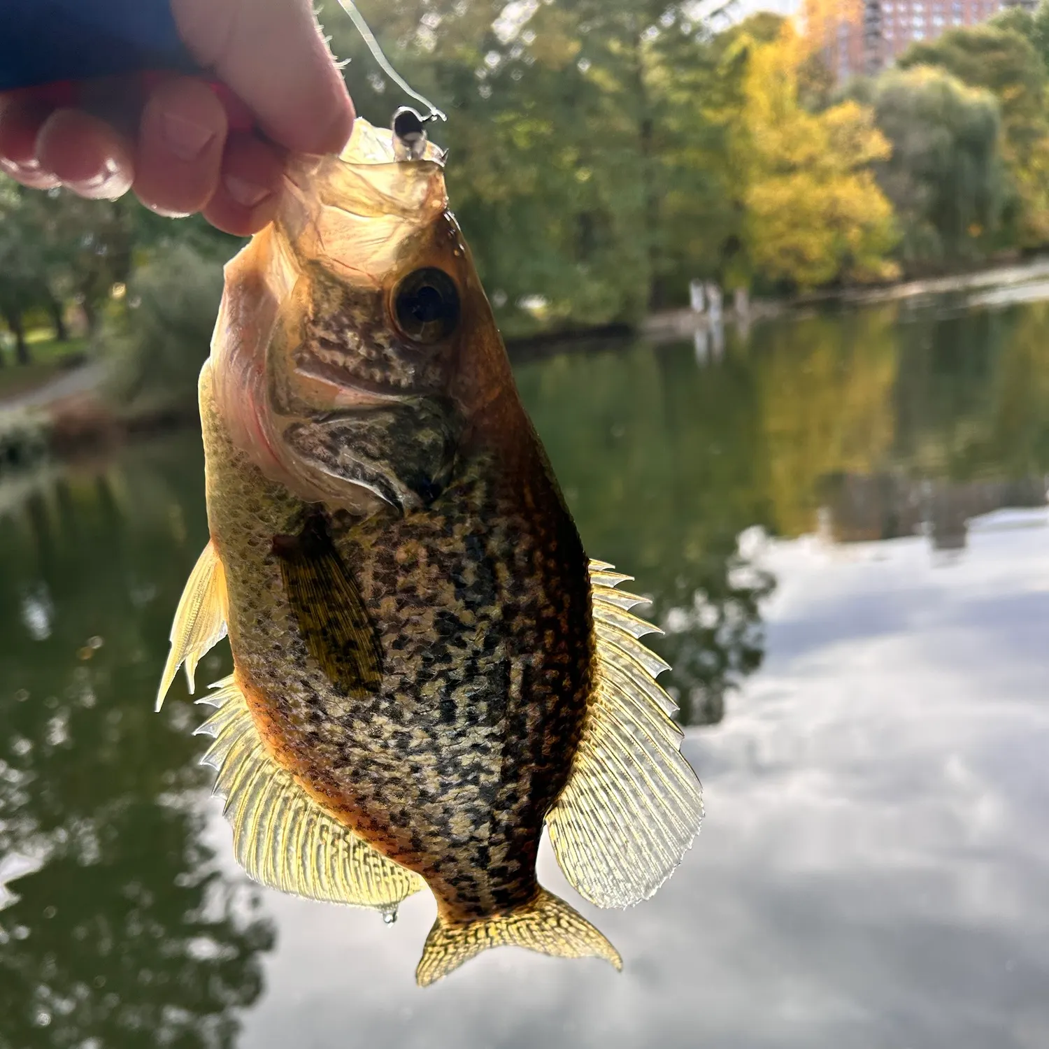 Black crappie caught on Fishbrain