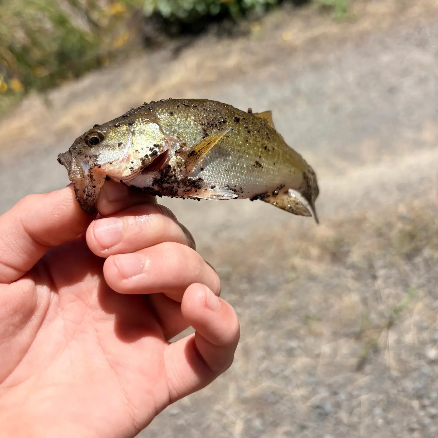 The most recent Flier catches on Fishbrain