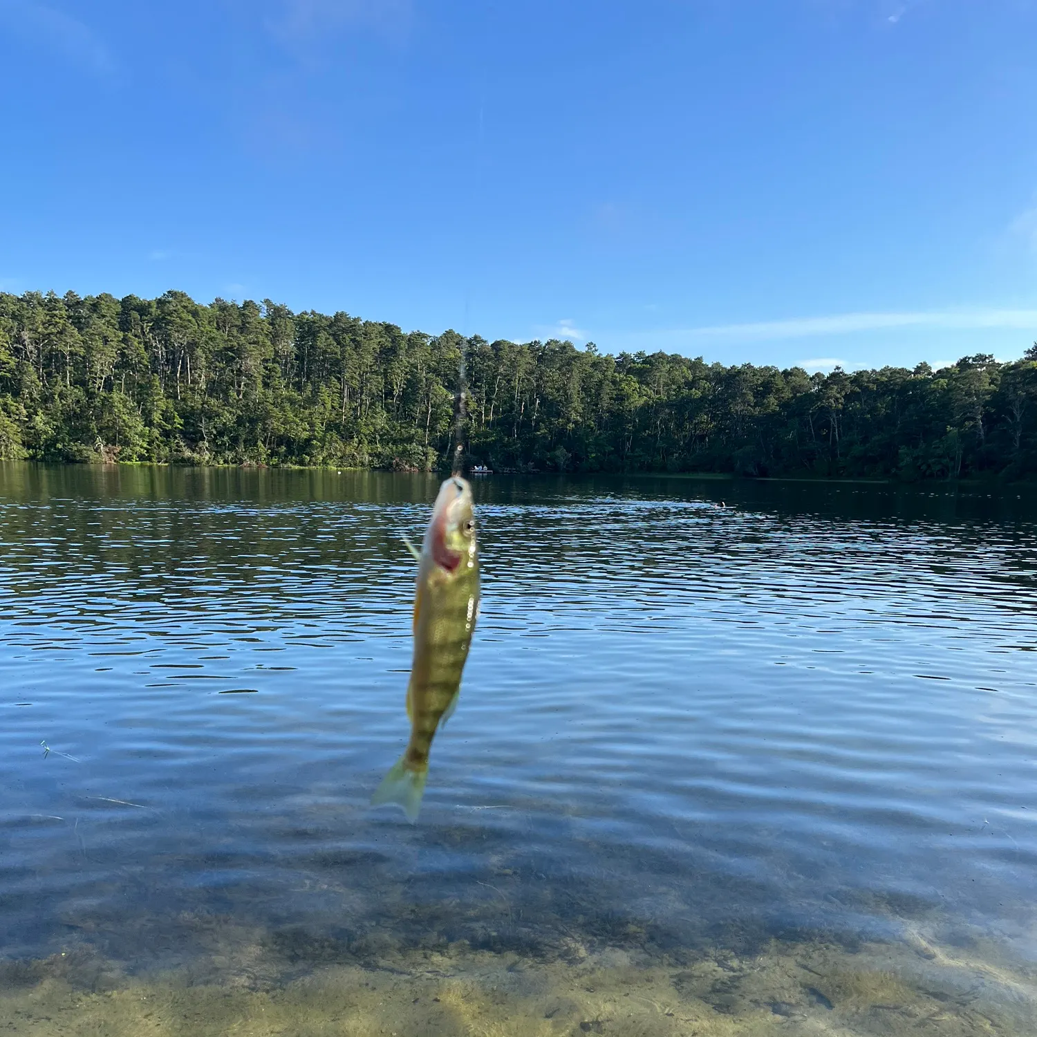 Yellow perch caught on Fishbrain