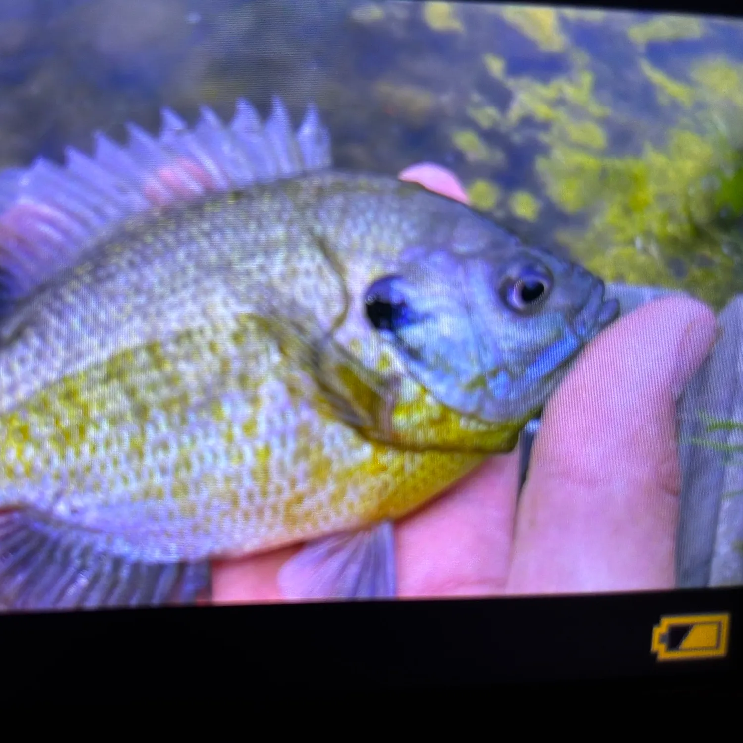 Bluegill caught on Fishbrain