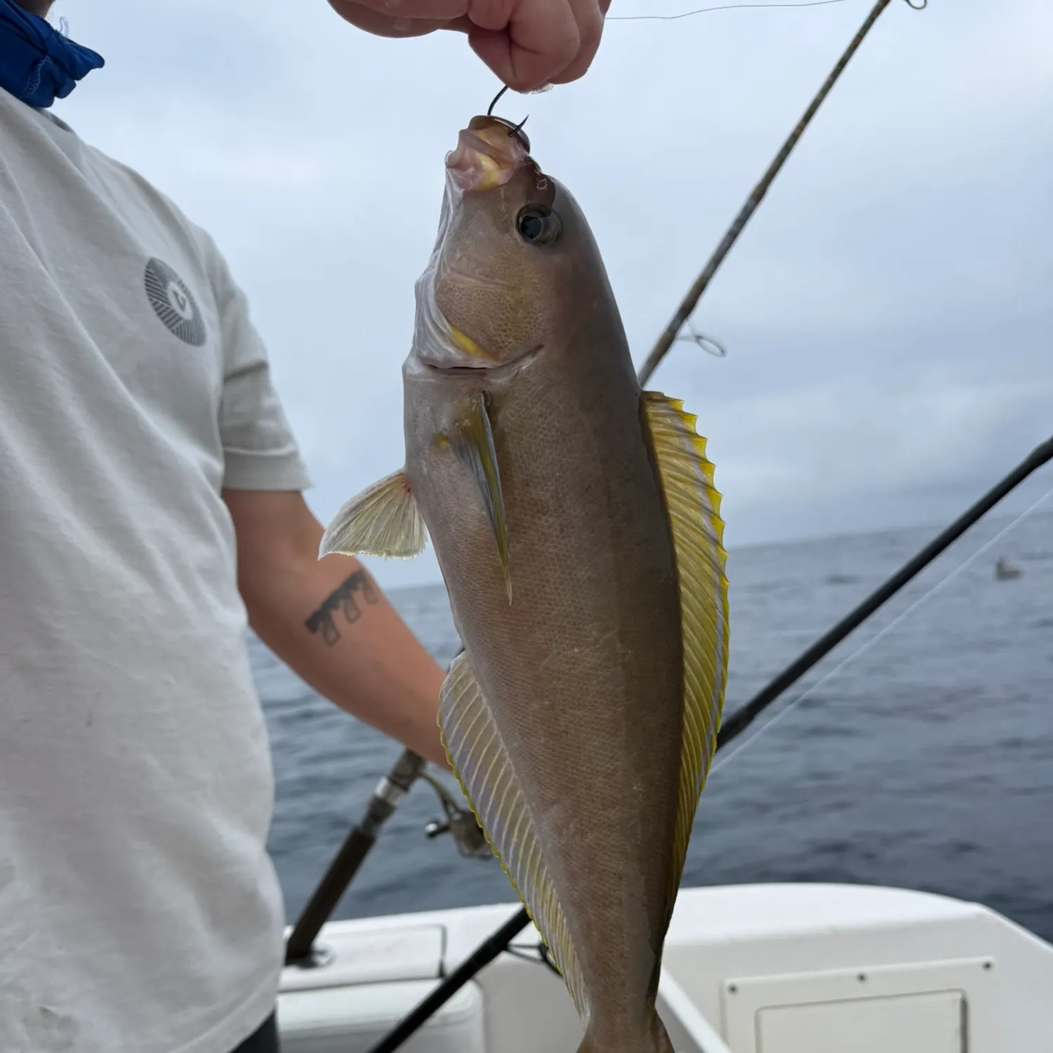 The most recent Scaly jewfish catches on Fishbrain