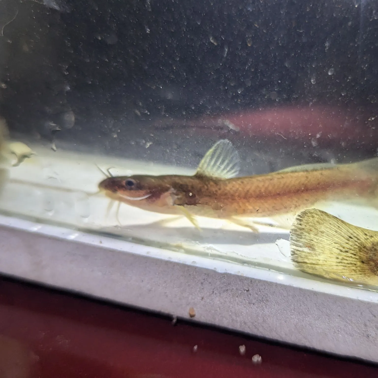 The most recent Speckled madtom catches on Fishbrain