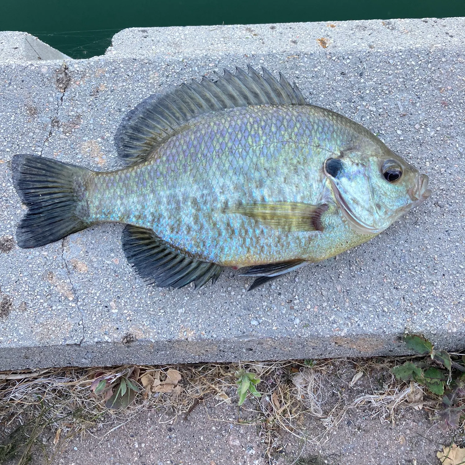 The most recent Redear x bluegill catches on Fishbrain