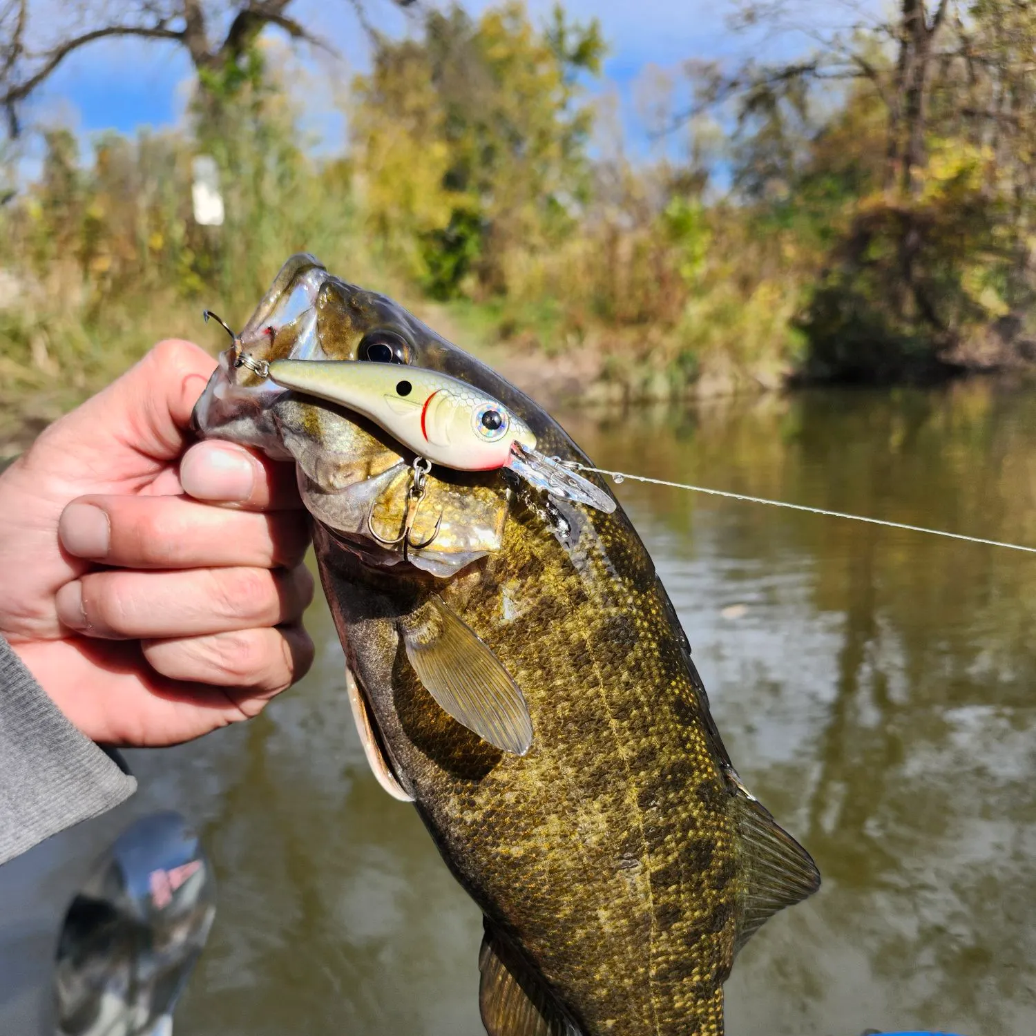 Smallmouth bass caught on Fishbrain