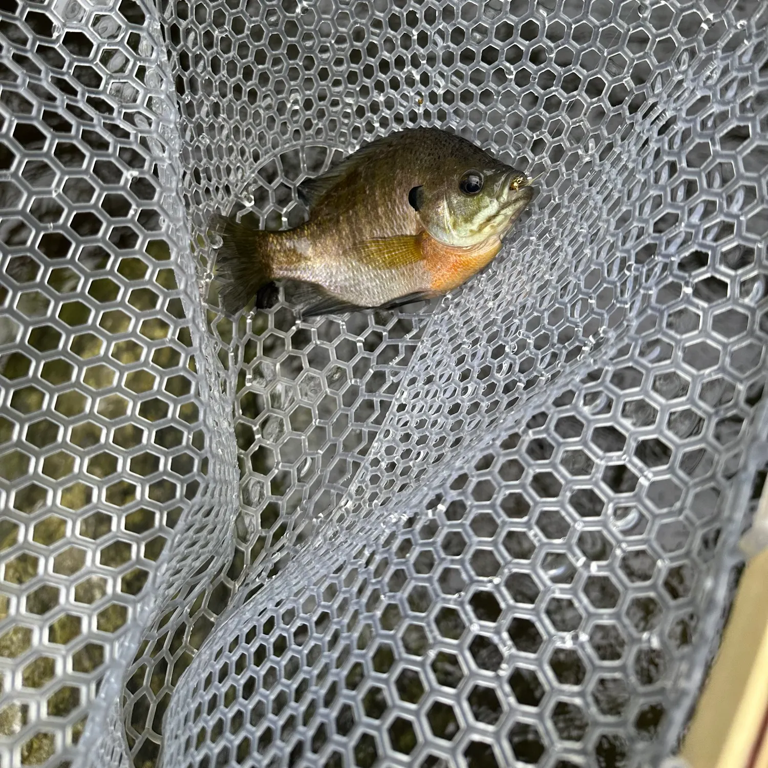 angler catch
