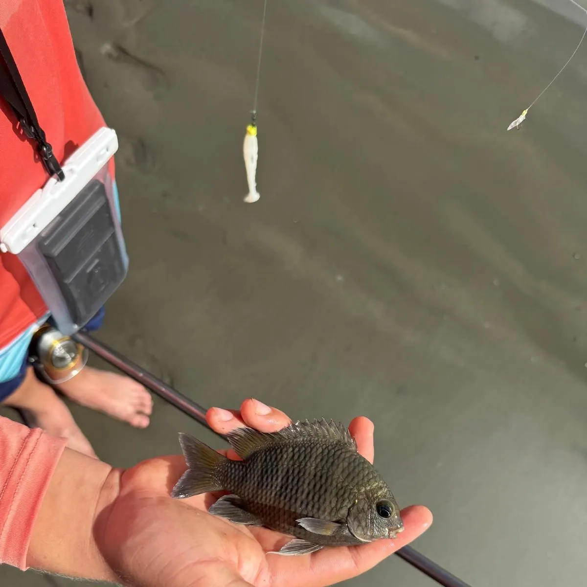 The most recent Acapulco major catches on Fishbrain