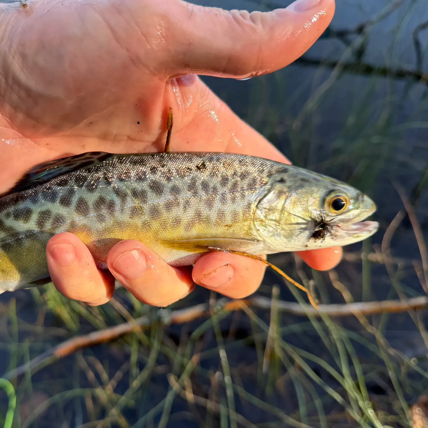 Tiger trout caught on Fishbrain