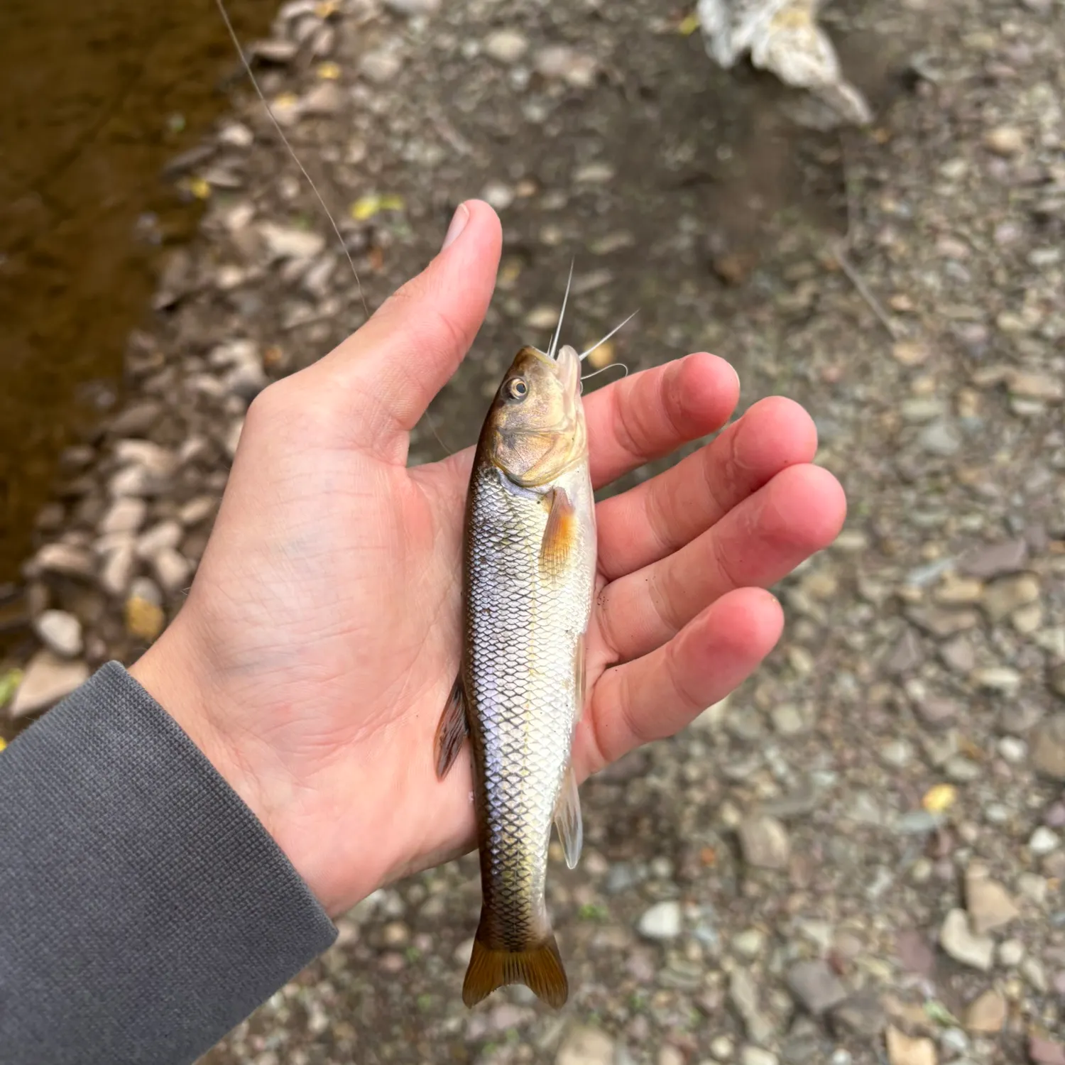 Creek chub caught on Fishbrain