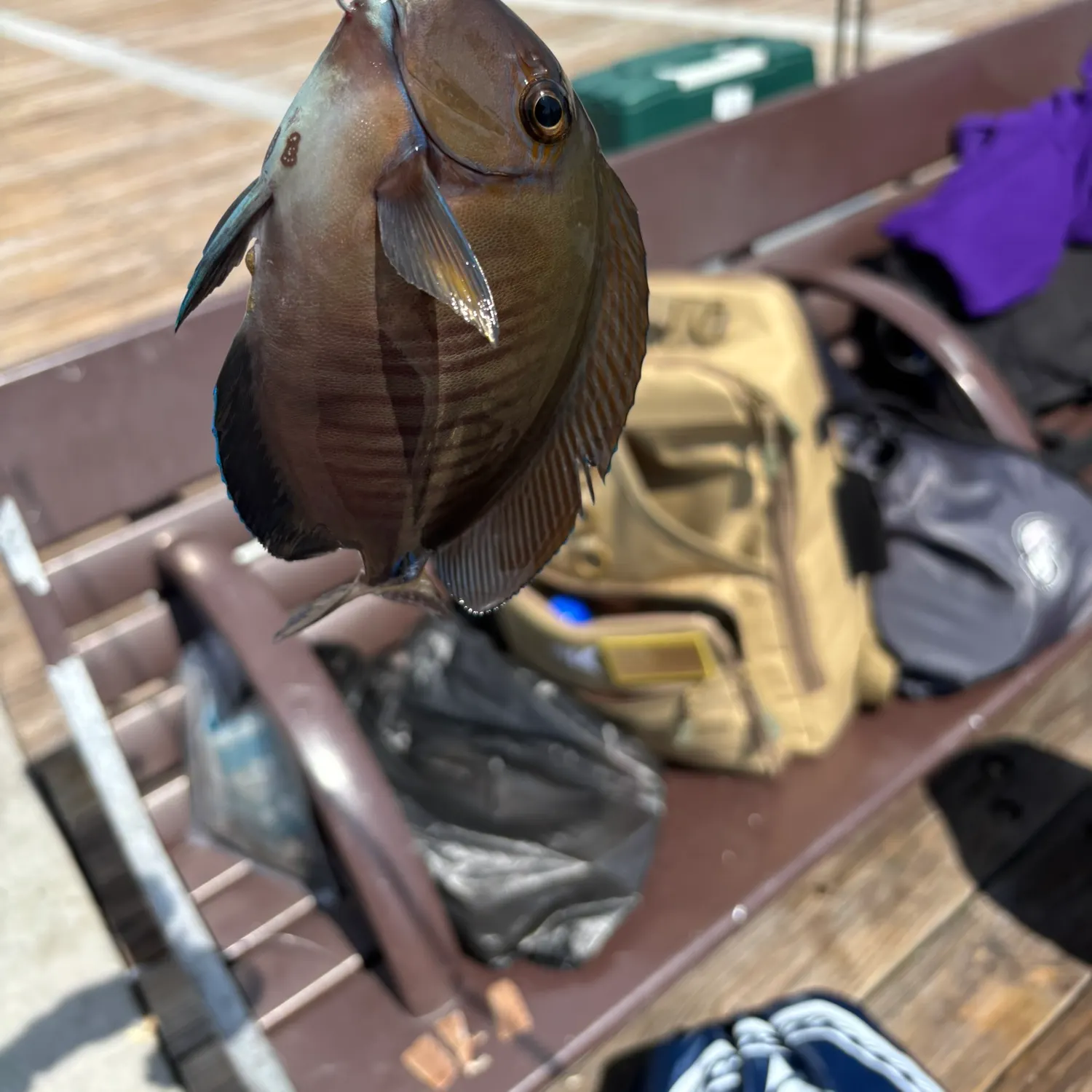 The most recent Doctorfish catches on Fishbrain