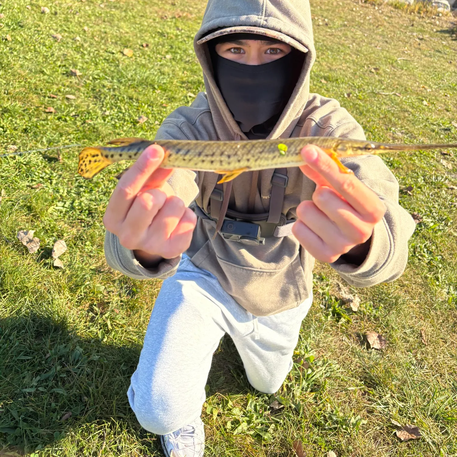The most recent Longnose gar catches on Fishbrain