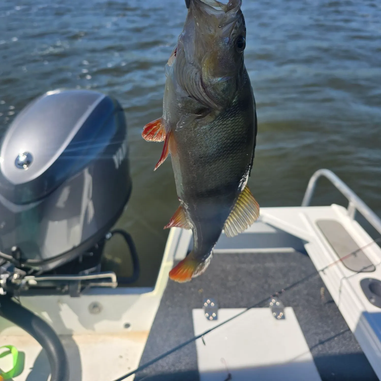 European perch caught on Fishbrain