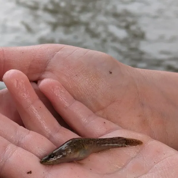 The most recent Bigmouth sleeper catches on Fishbrain