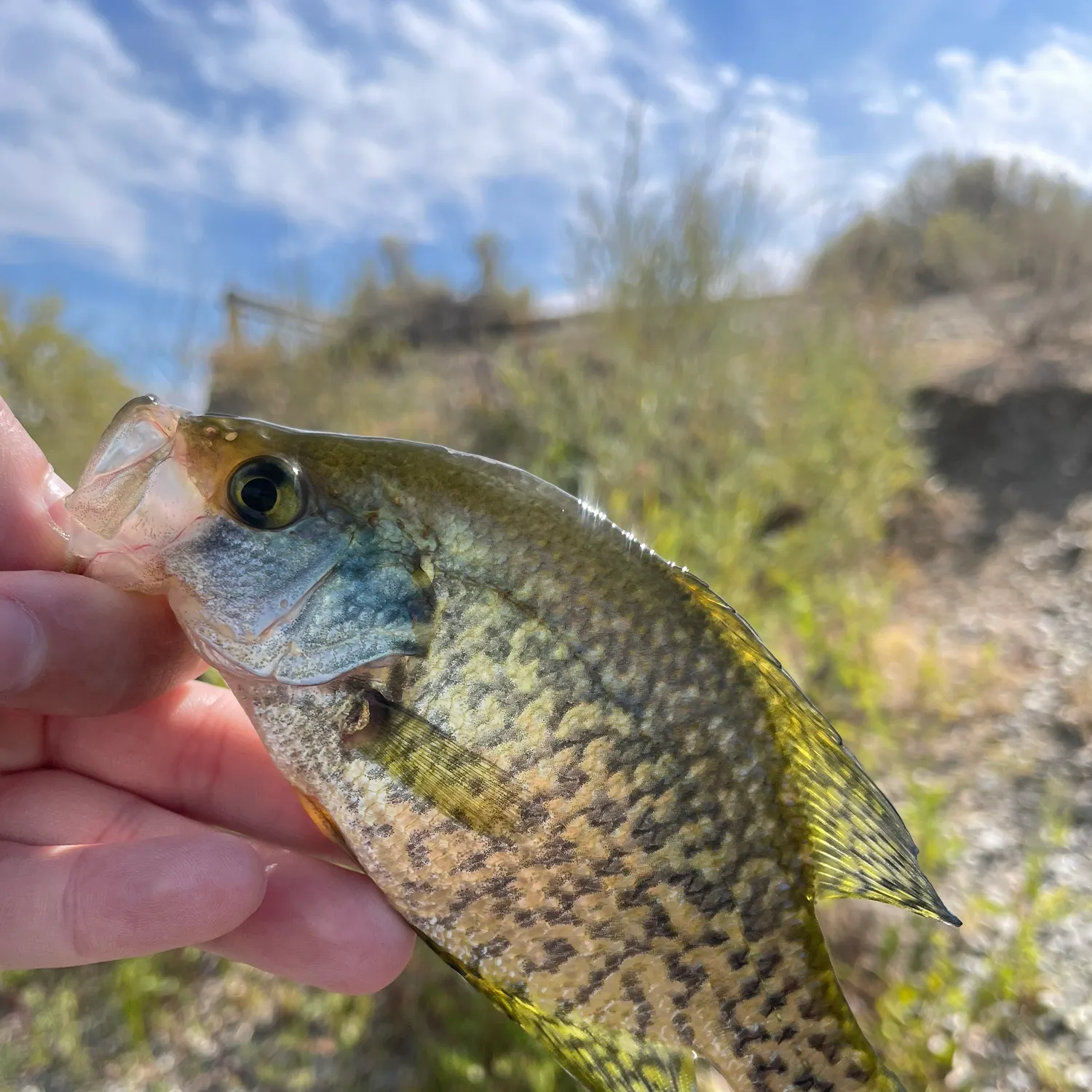 Black crappie caught on Fishbrain