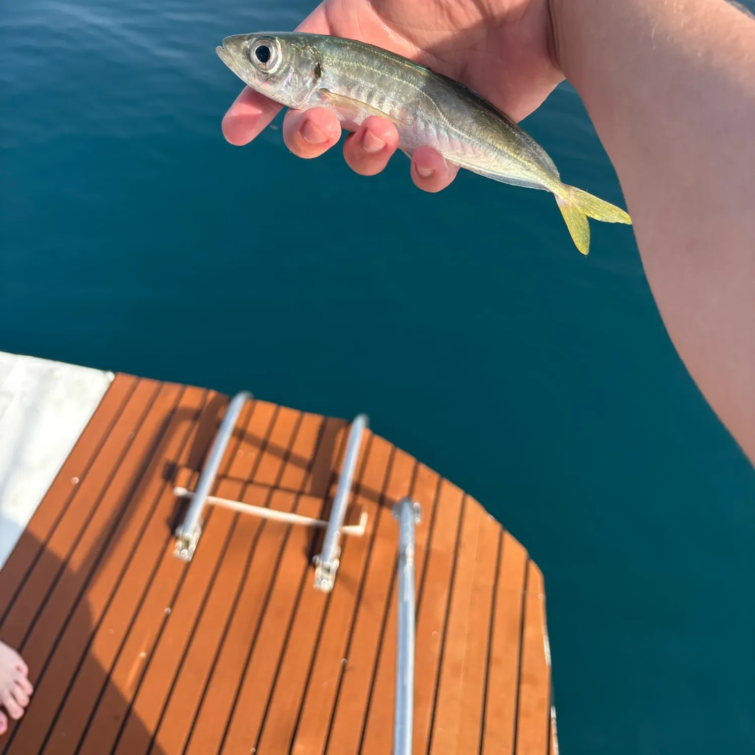 The most recent Mediterranean horse mackerel catches on Fishbrain