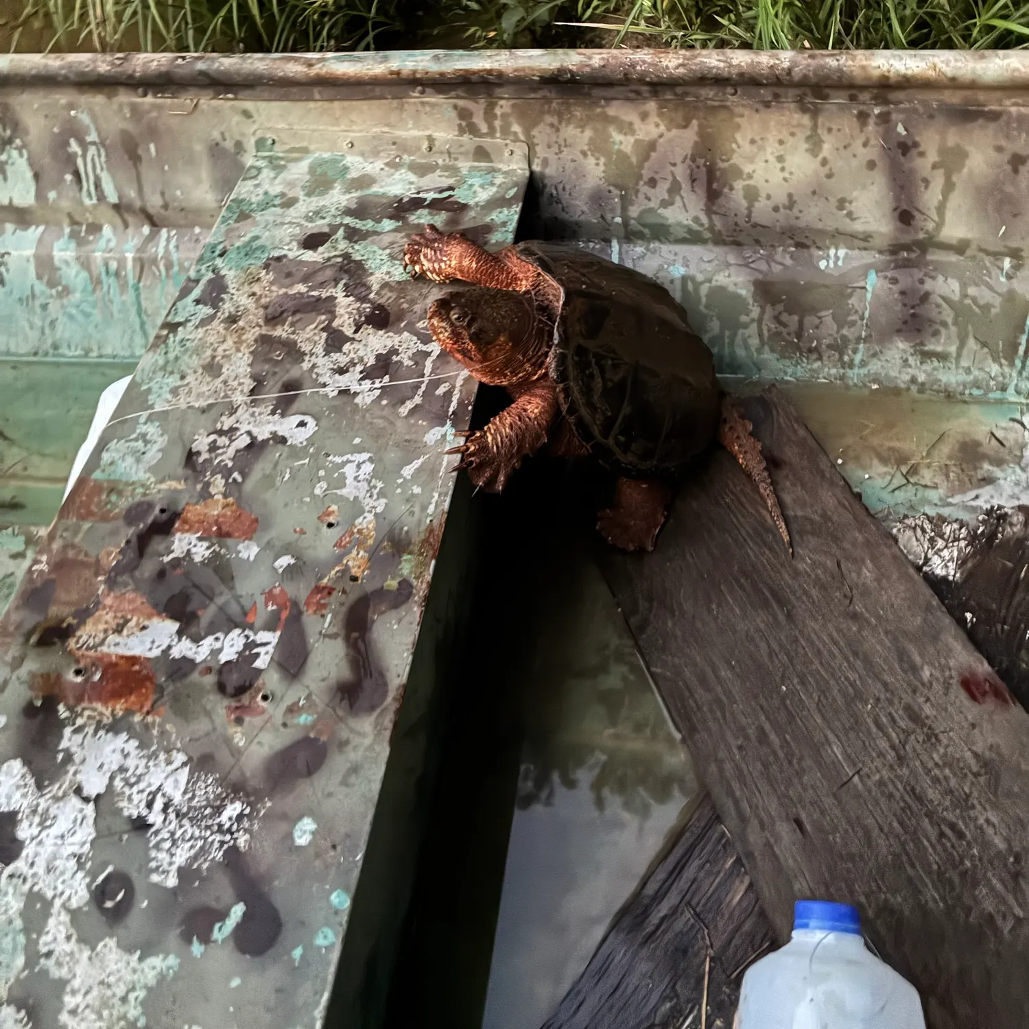The most recent Alligator snapping turtle catches on Fishbrain