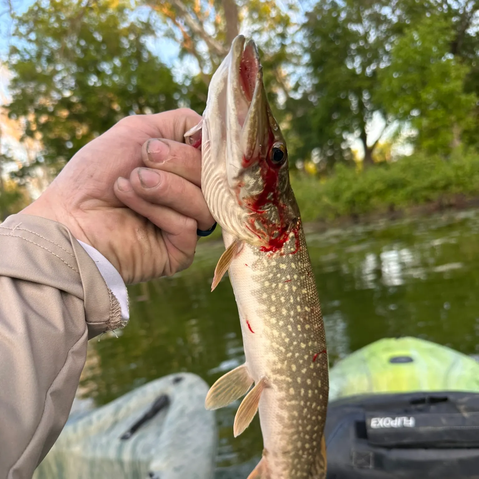 recently logged catches