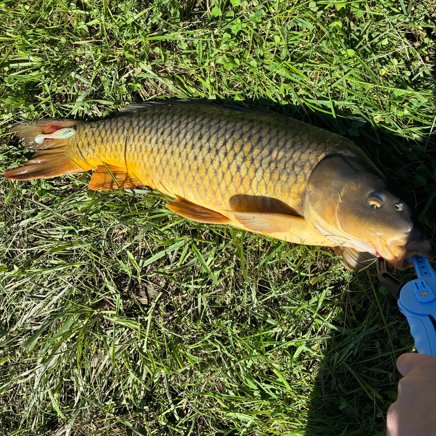 Common carp caught on Fishbrain