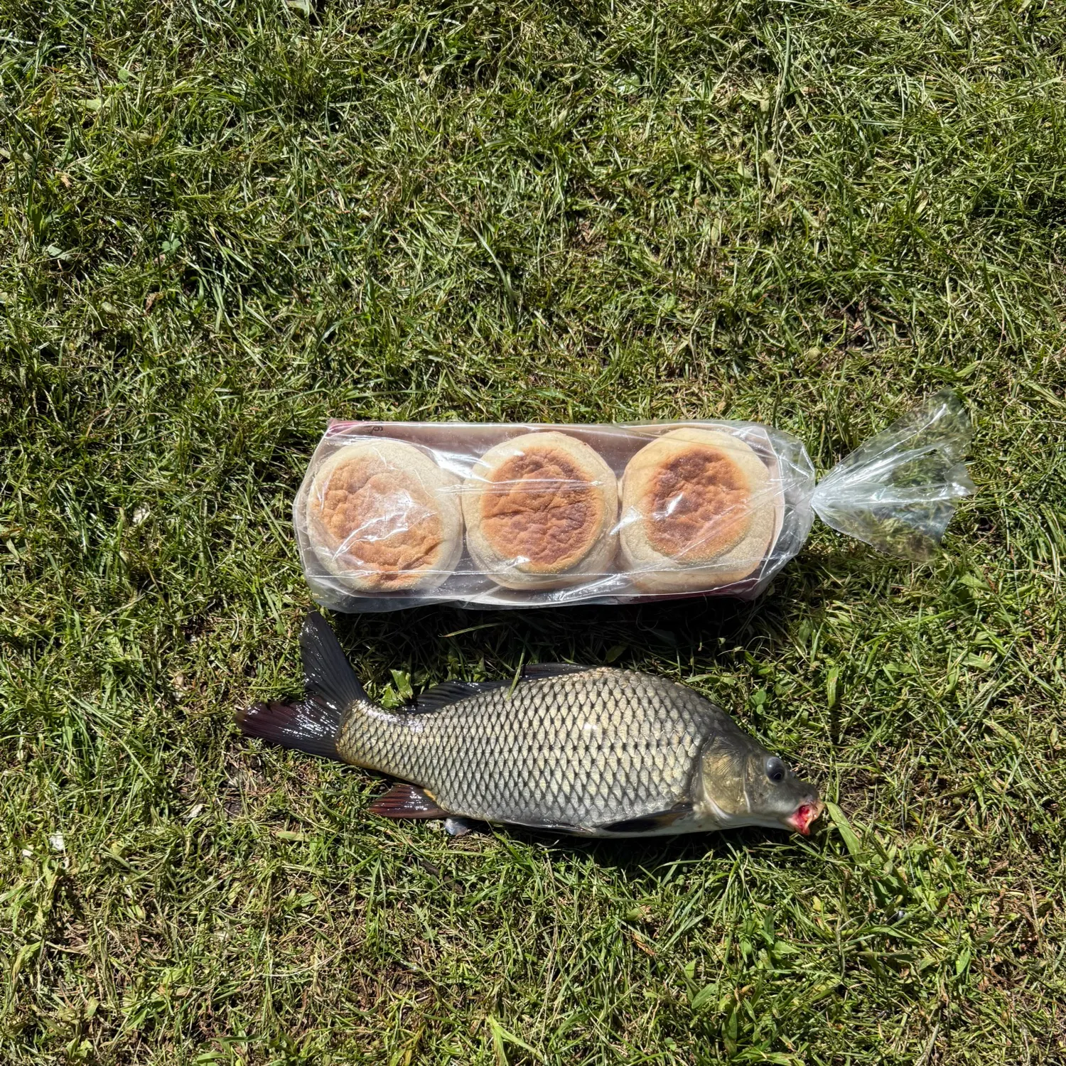 Common carp caught on Fishbrain