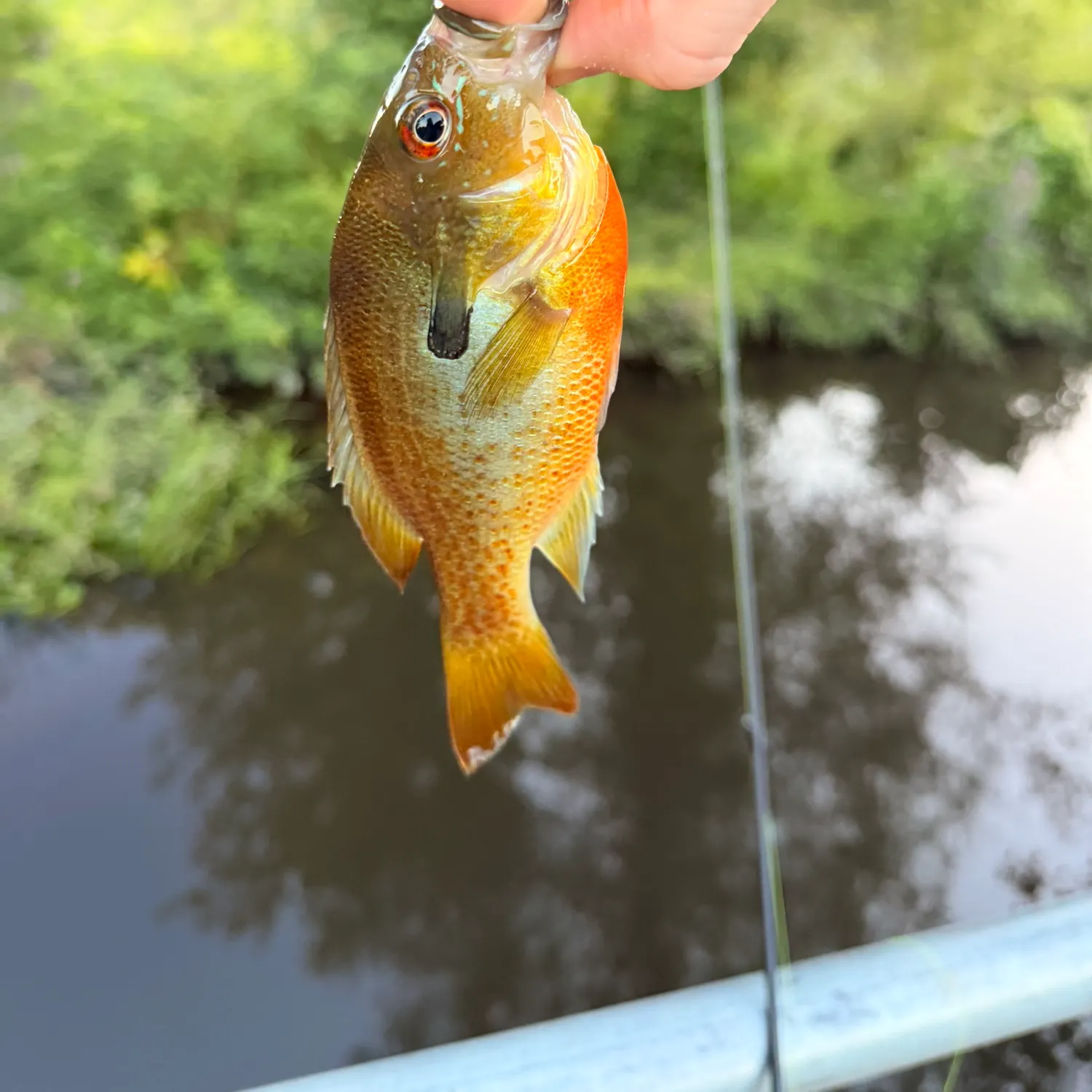 The most recent Redbreast sunfish catches on Fishbrain