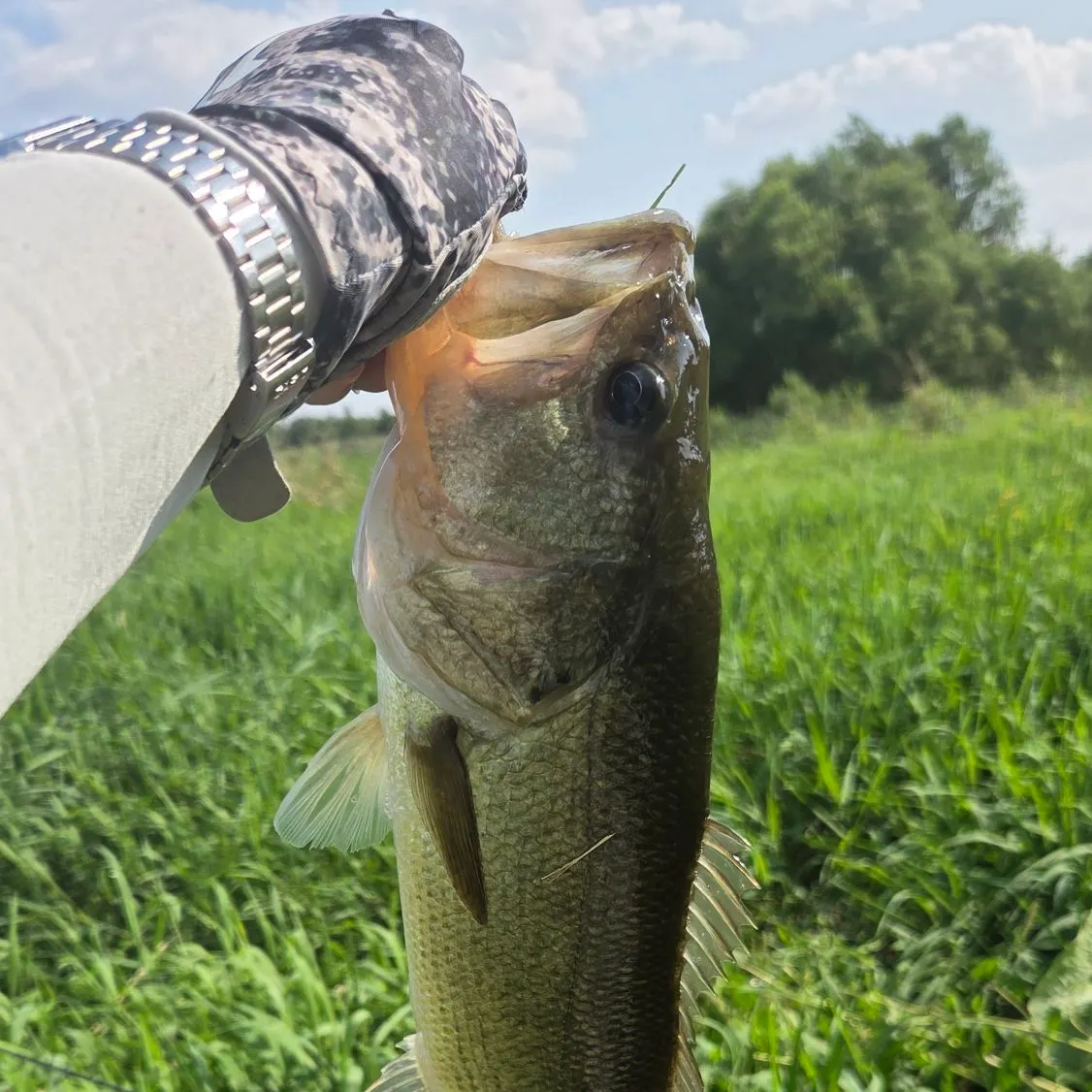 Largemouth bass caught on Fishbrain
