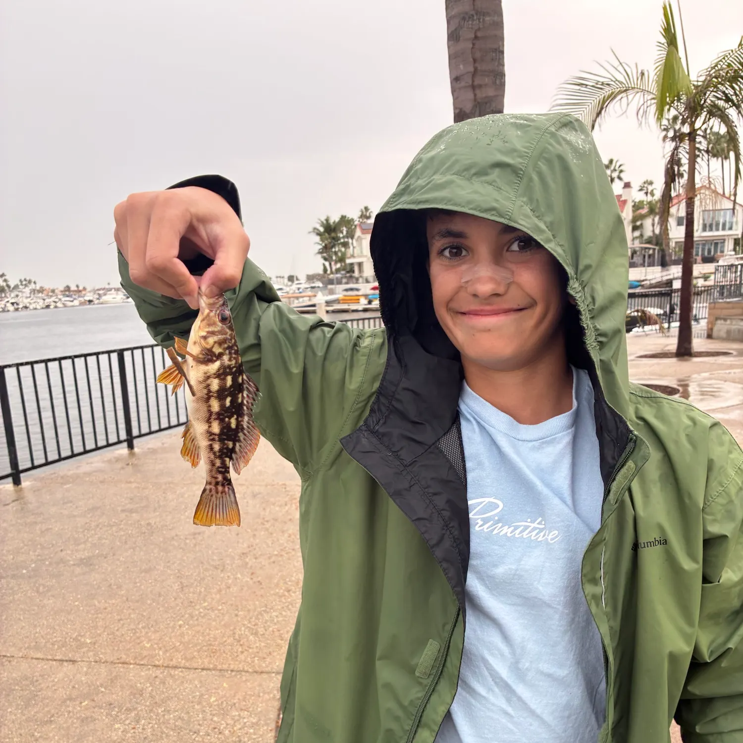 Kelp bass caught on Fishbrain