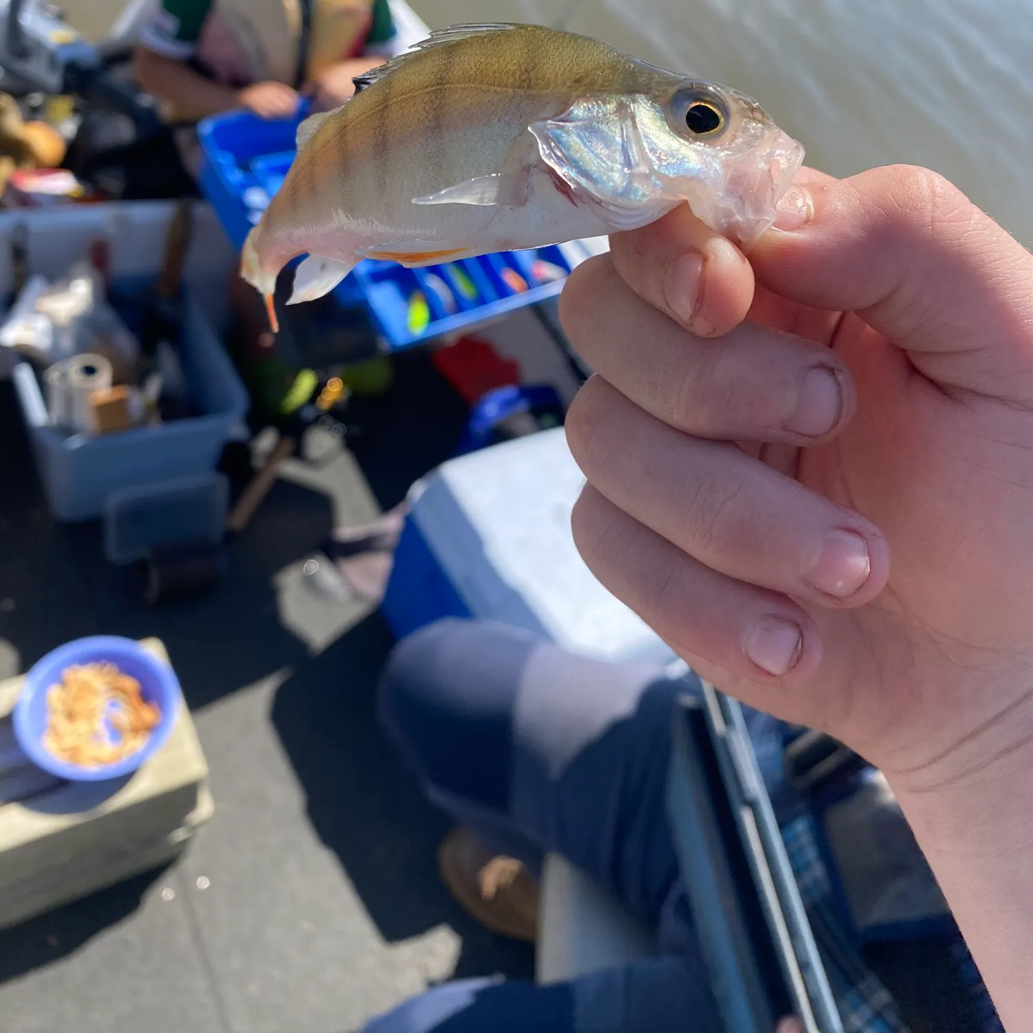 European perch caught on Fishbrain