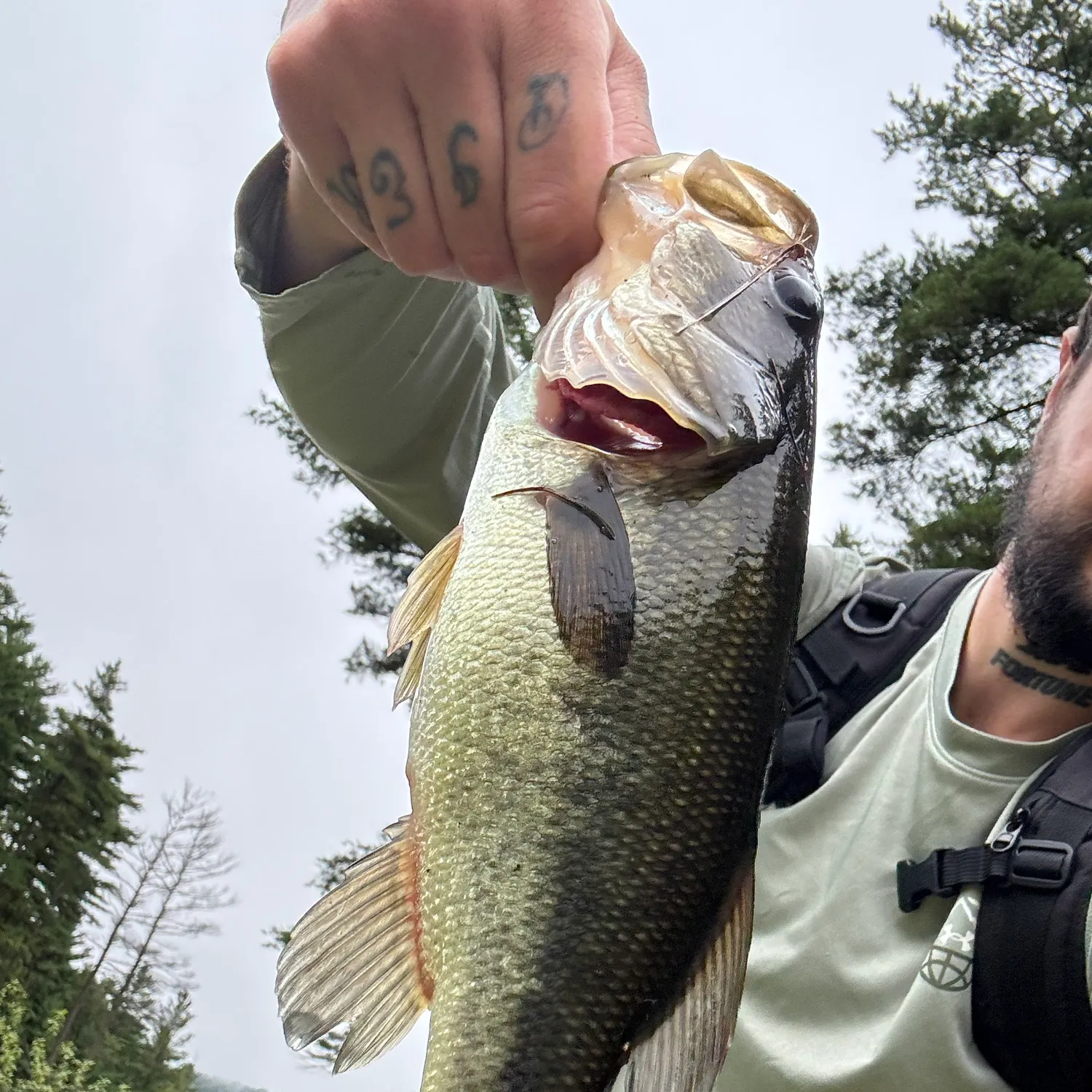 Largemouth bass caught on Fishbrain