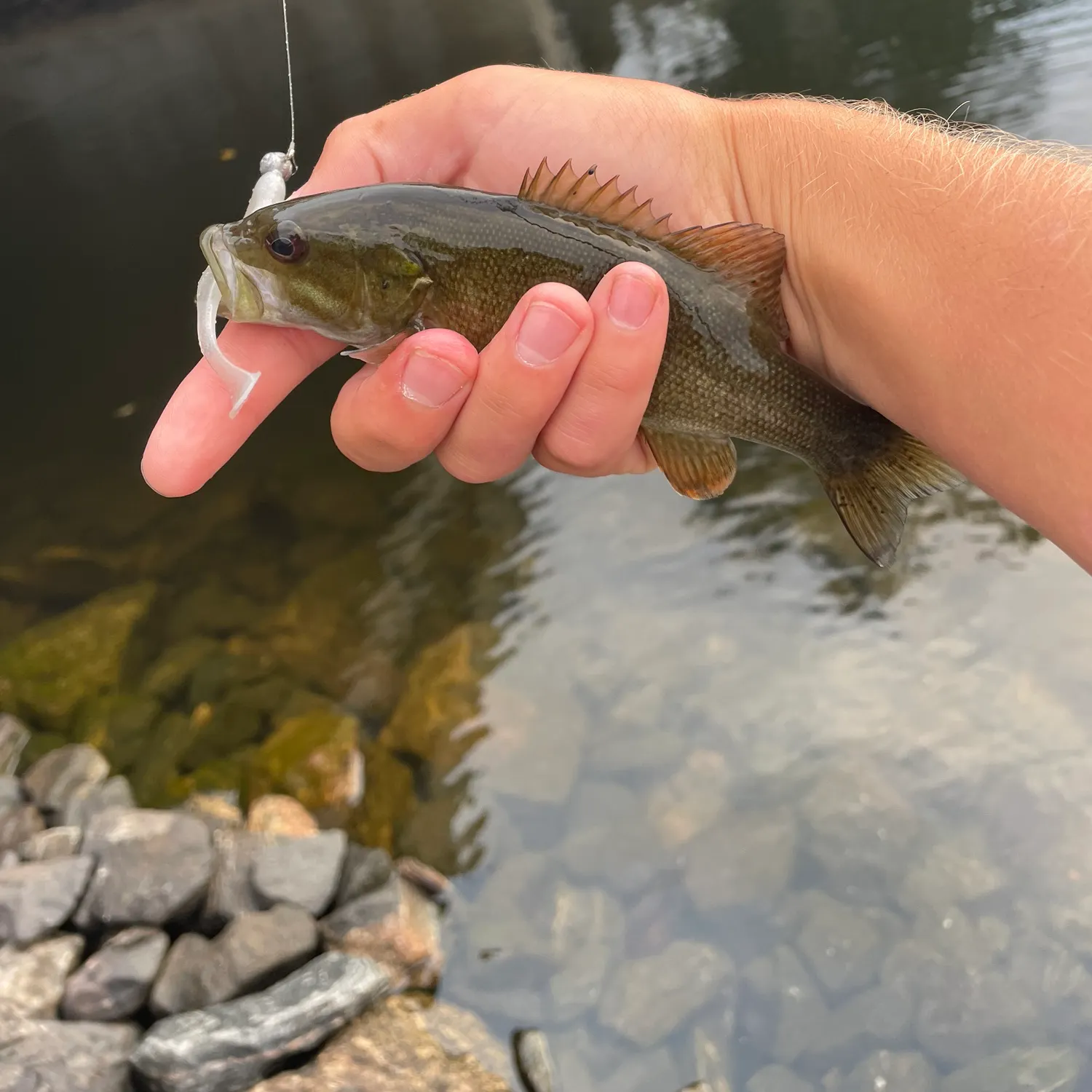 Smallmouth bass caught on Fishbrain