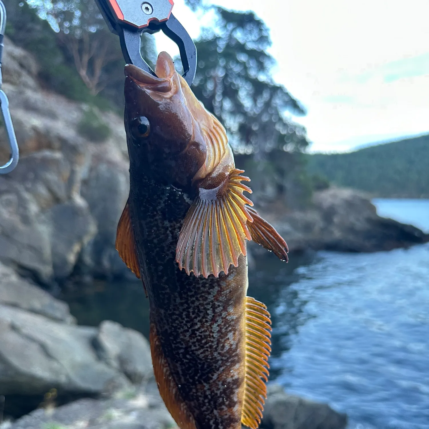 Kelp greenling caught on Fishbrain
