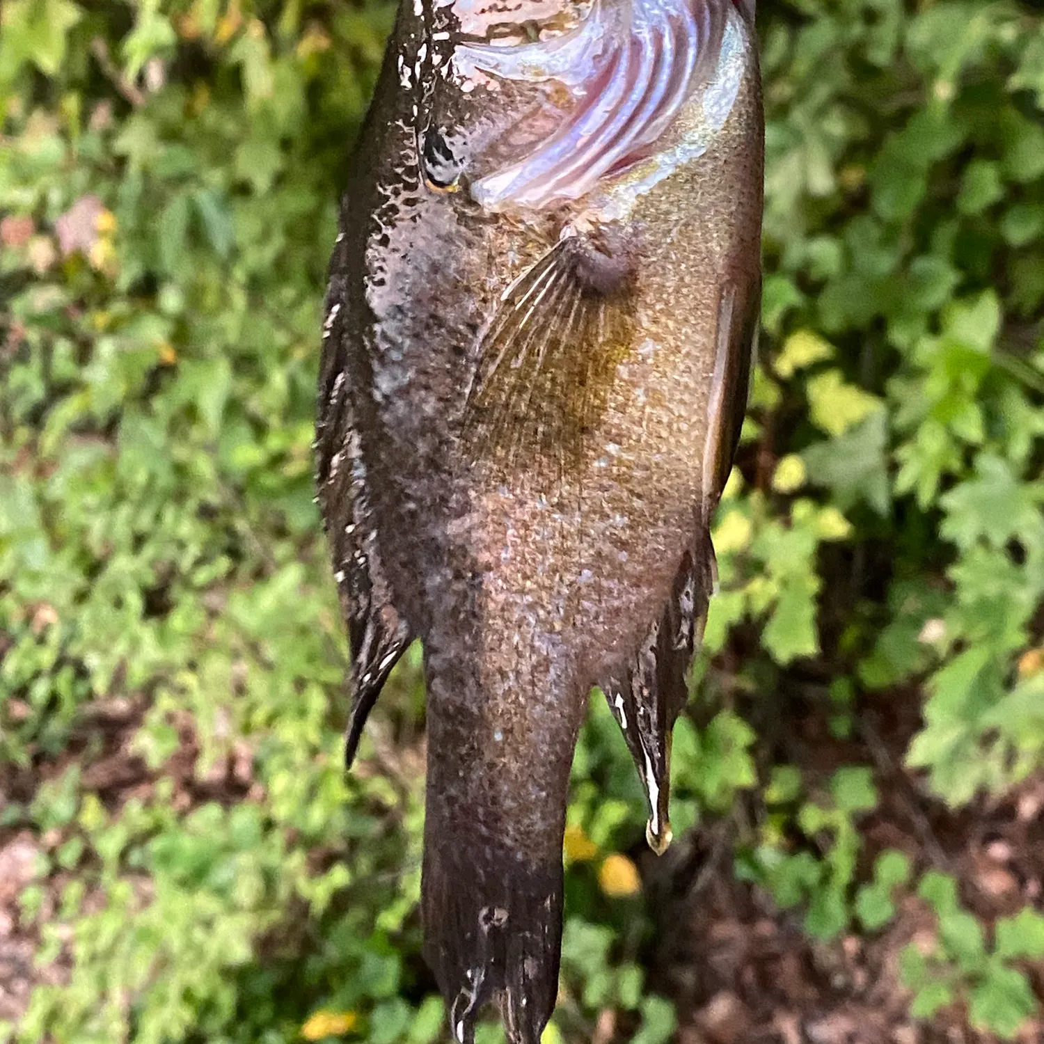 Green sunfish caught on Fishbrain