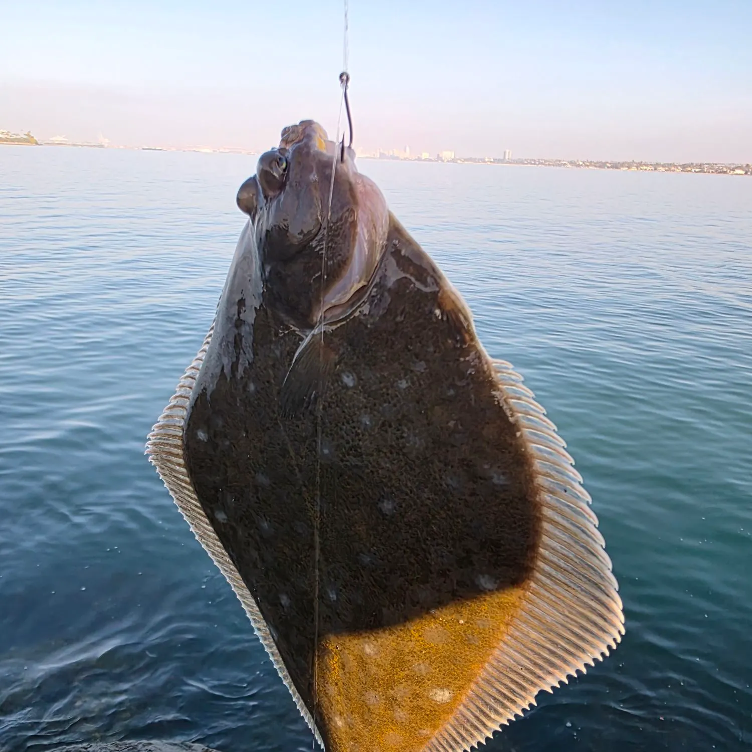 The most recent Diamond turbot catches on Fishbrain