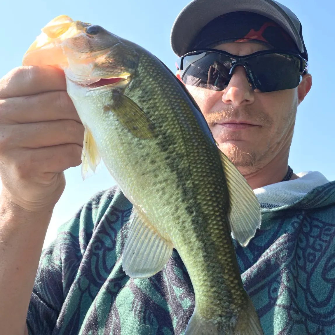 Largemouth bass caught on Fishbrain