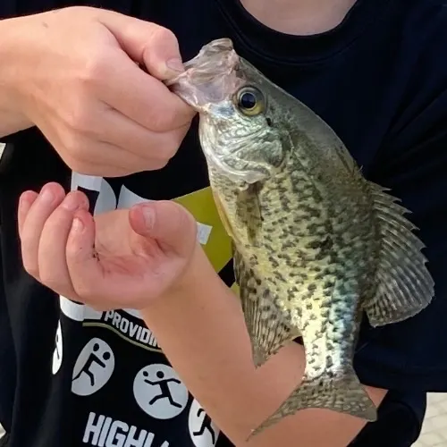 Black crappie caught on Fishbrain