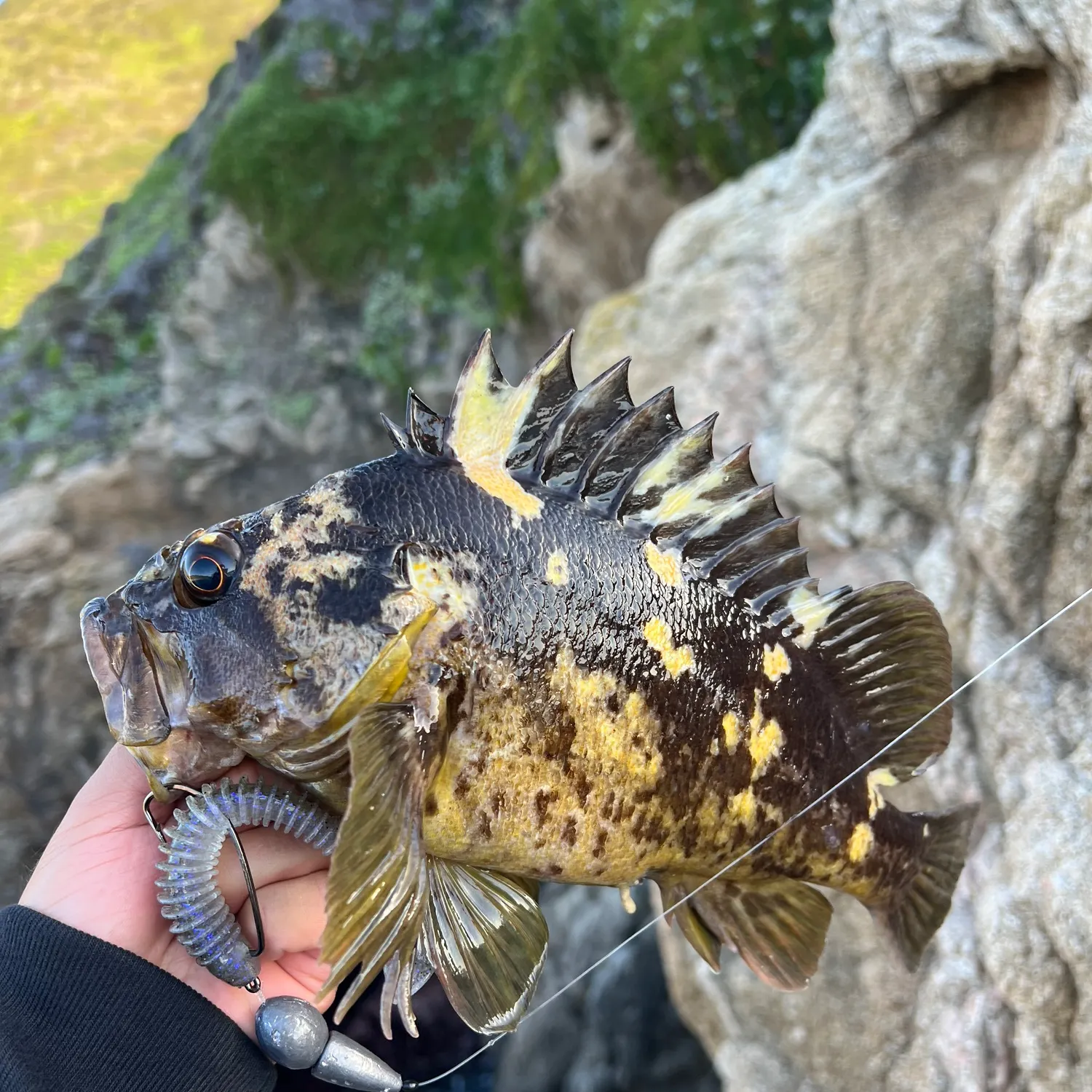 The most recent Black and yellow rockfish catches on Fishbrain