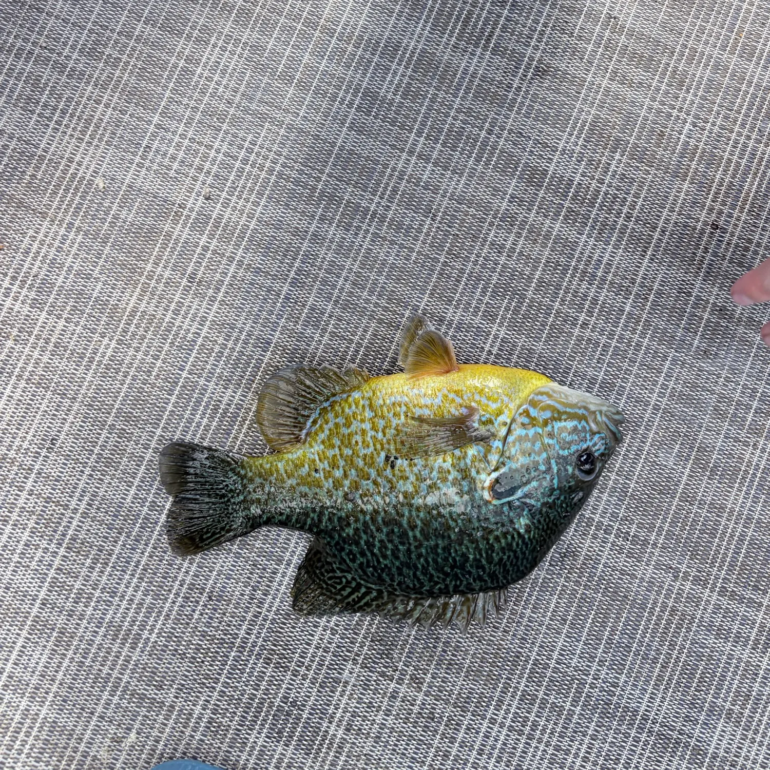 Pumpkinseed caught on Fishbrain