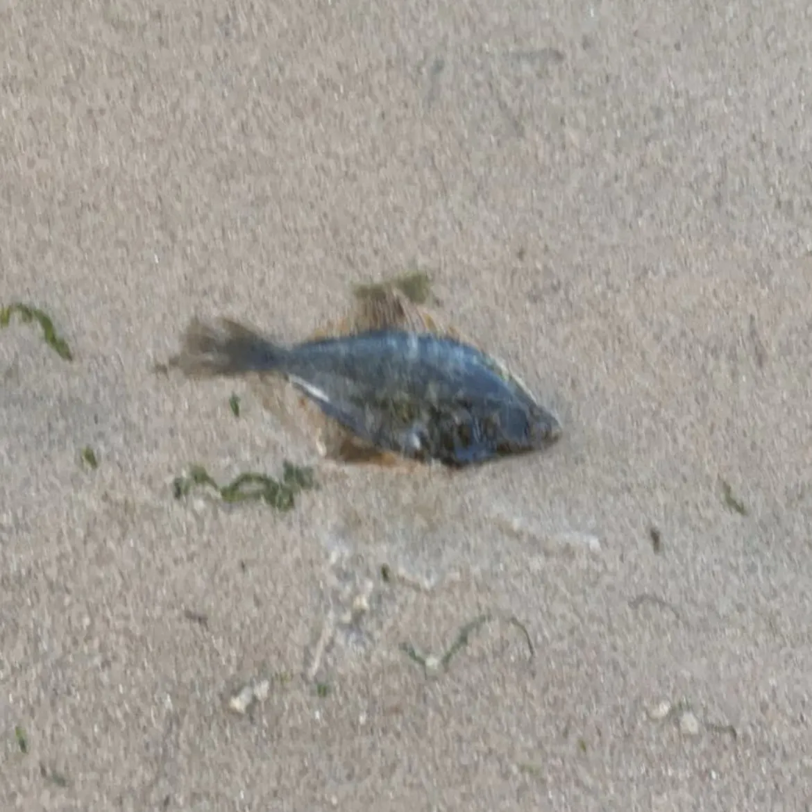 The most recent European flounder catches on Fishbrain