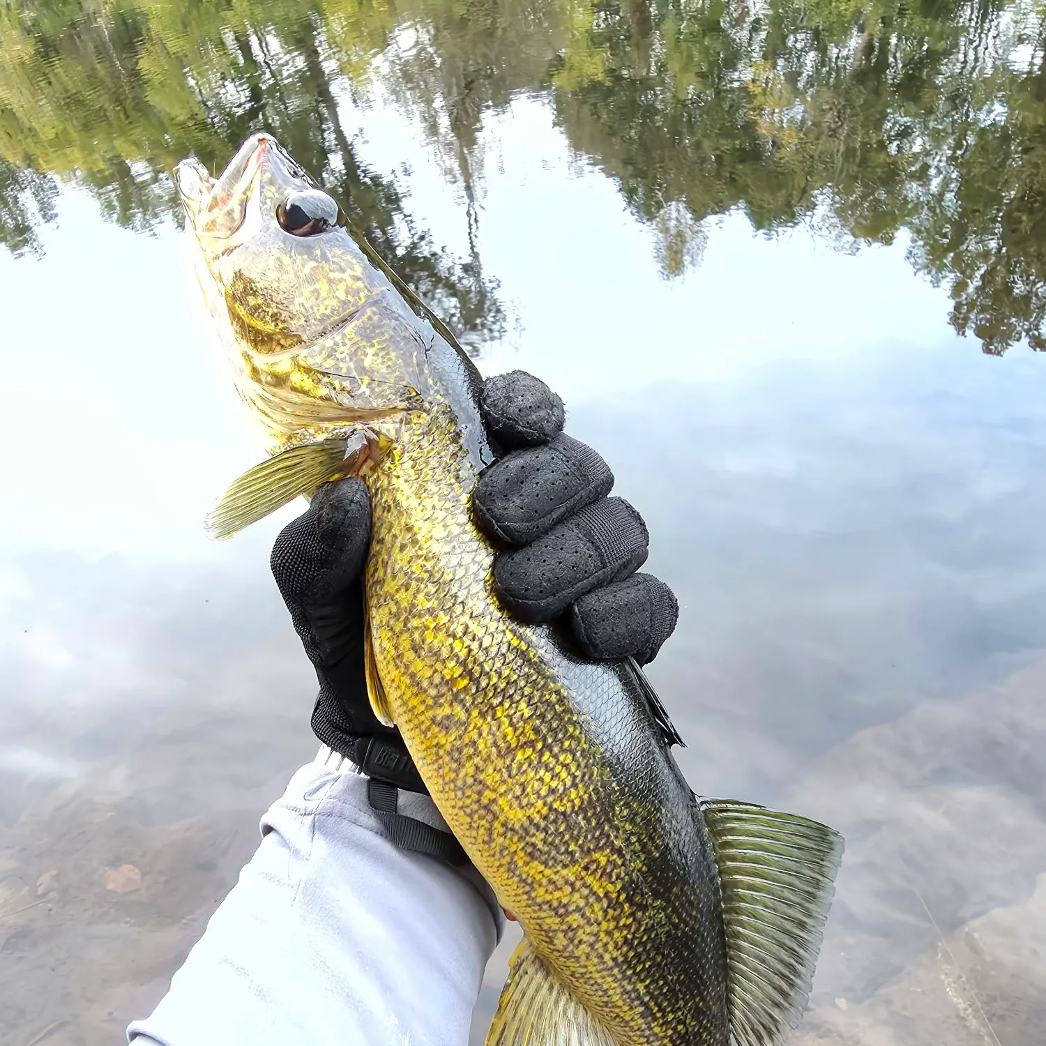 Sauger caught on Fishbrain