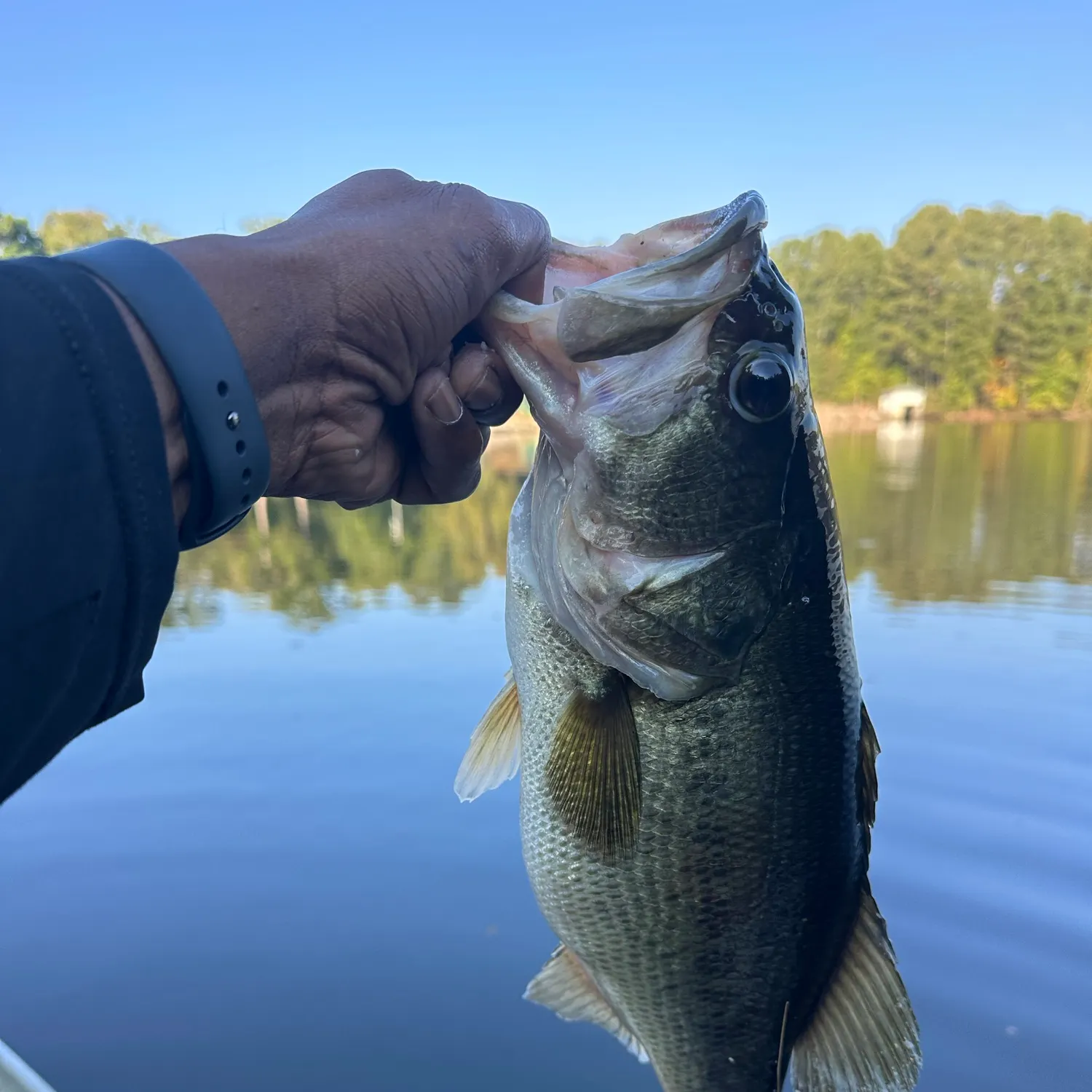 Largemouth bass caught on Fishbrain