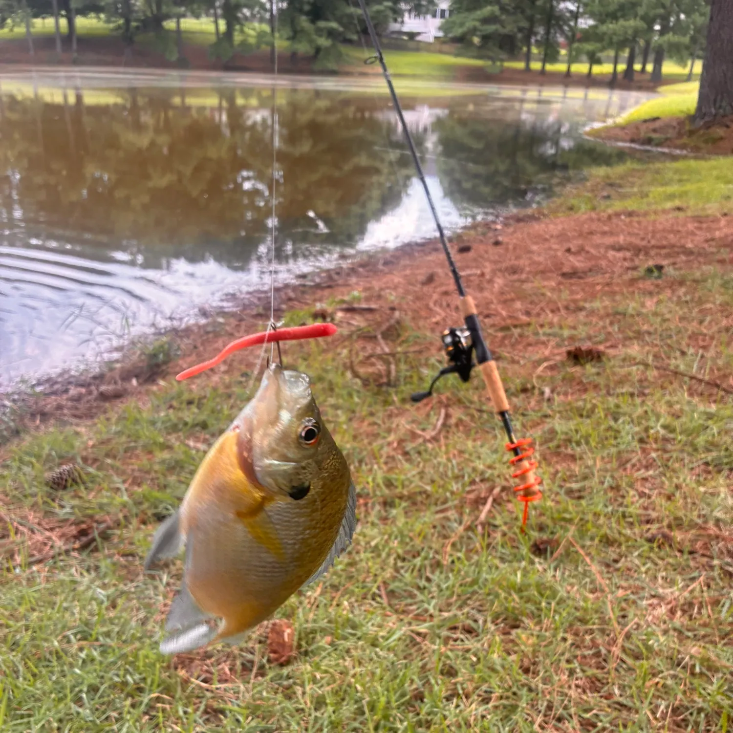 Bluegill caught on Fishbrain