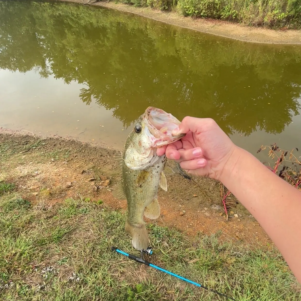 Largemouth bass caught on Fishbrain