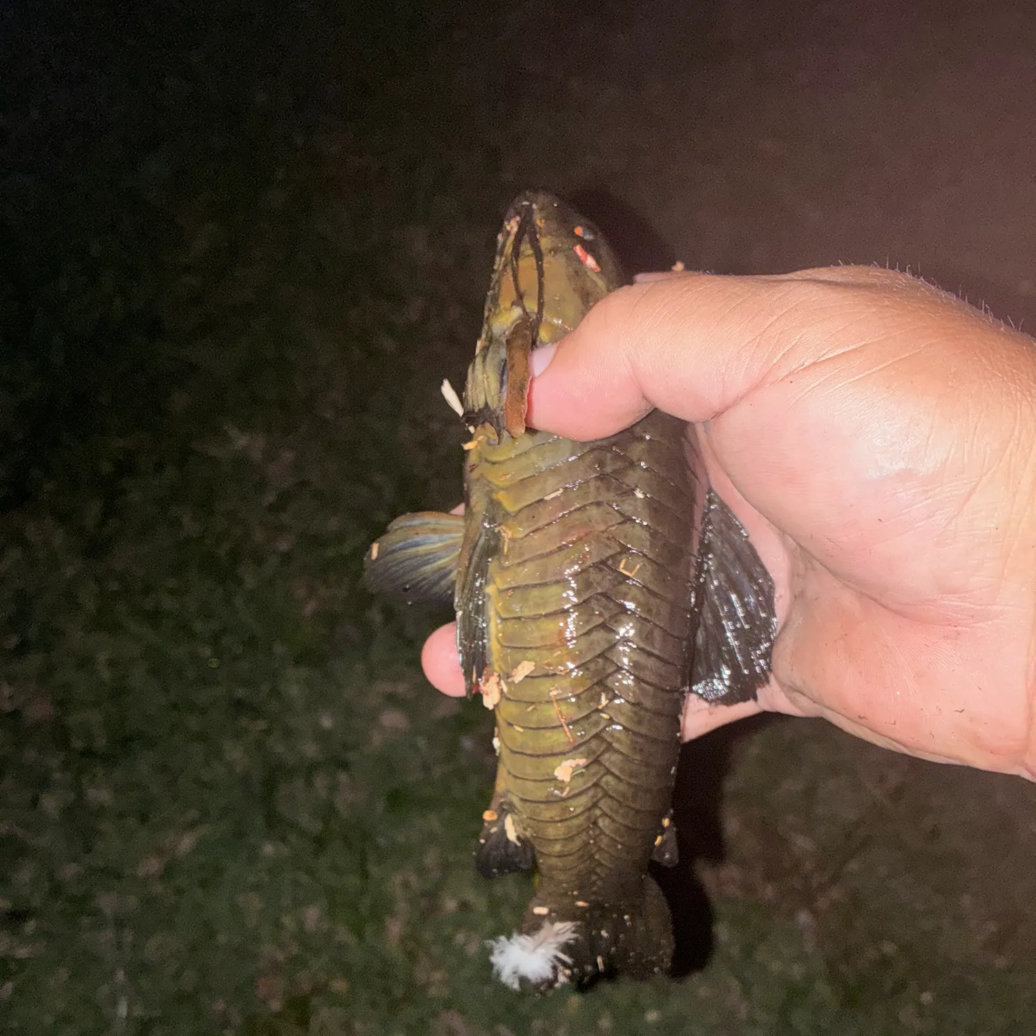 The most recent Brown Hoplo catches on Fishbrain
