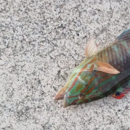 The most recent Gunther's wrasse catches on Fishbrain