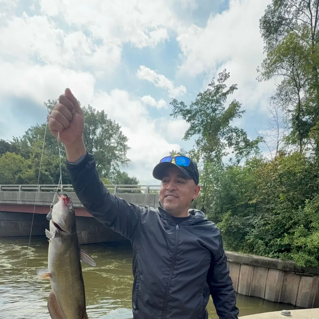 Channel catfish caught on Fishbrain